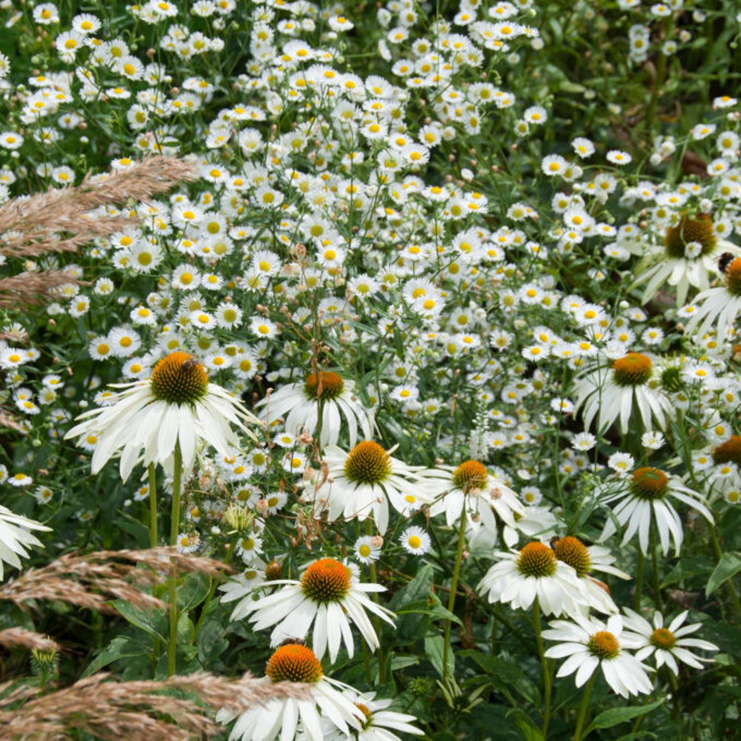 Kaunopunahattu 'Alba' (Echinacea purpurea)